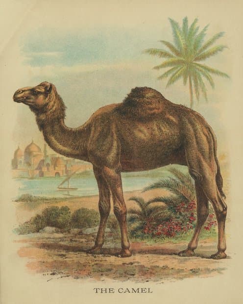 THE CAMEL