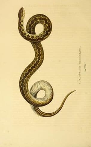SNAKE